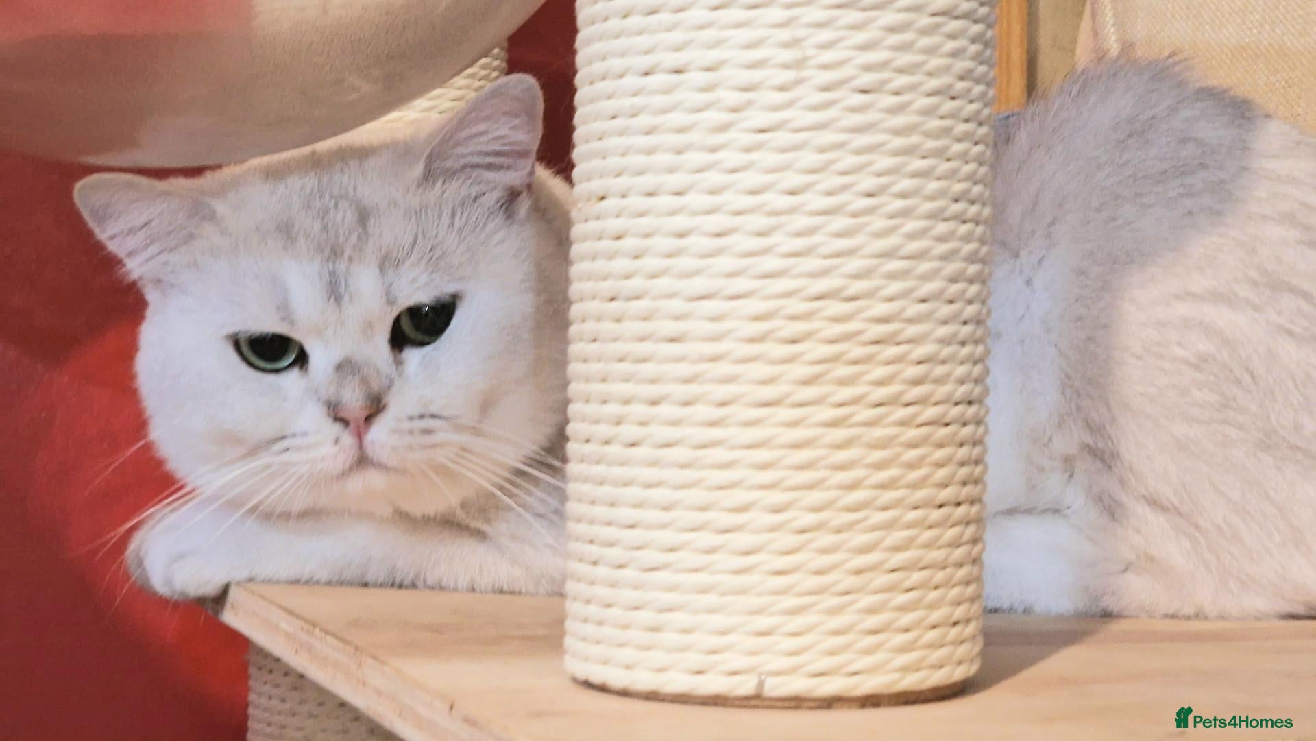 British Shorthair cats Silver shaded stud  - Advert 1