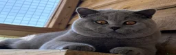 British Shorthair cats for sale: GCCF CHAMPION STUD FOR SALE  - Advert 11