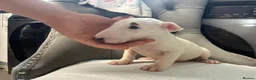 English Bull Terrier dogs for sale: Two beautiful English bull terrier puppies  - Advert 6