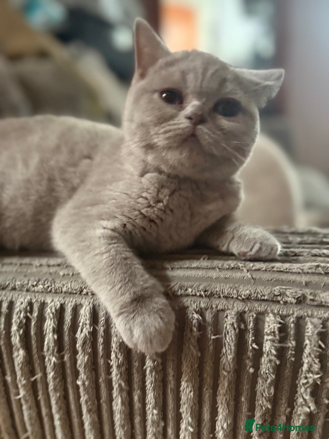 British Shorthair cats for sale: Lilac bsh female  - Image 5