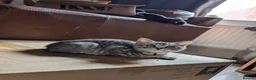 British Shorthair cats for sale: Full British shorthairs kittens READY NOW! - Advert 11