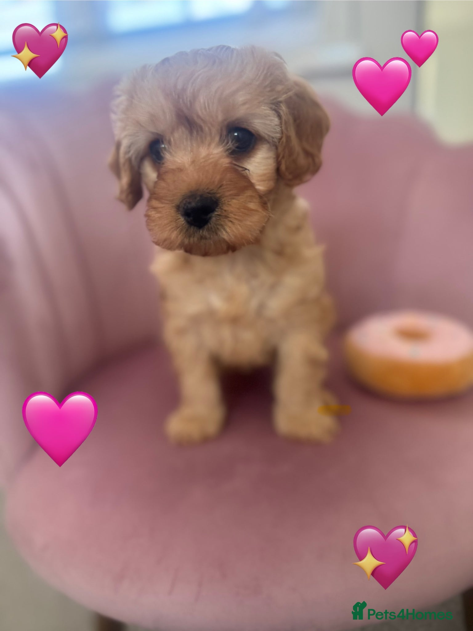 Cavapoo dogs Beautiful baby Cavapoo 💕 - Advert 12