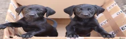 Labrador Retriever dogs for sale: KC Labrador Pups now ready to leave  - Advert 7