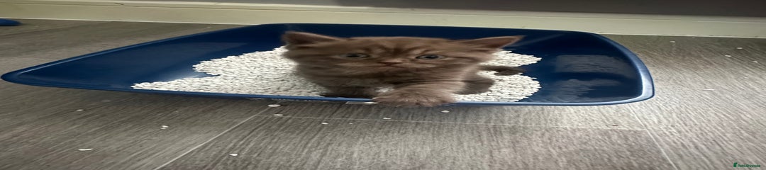 British Shorthair Kitten 1