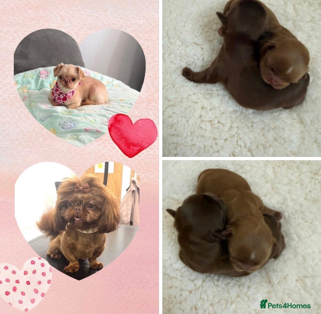 Shih Tzu dogs Tiny imperial Shih Tzu  - Advert 2