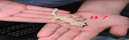 Gecko reptiles for sale: Crested Geckos  - Advert 10
