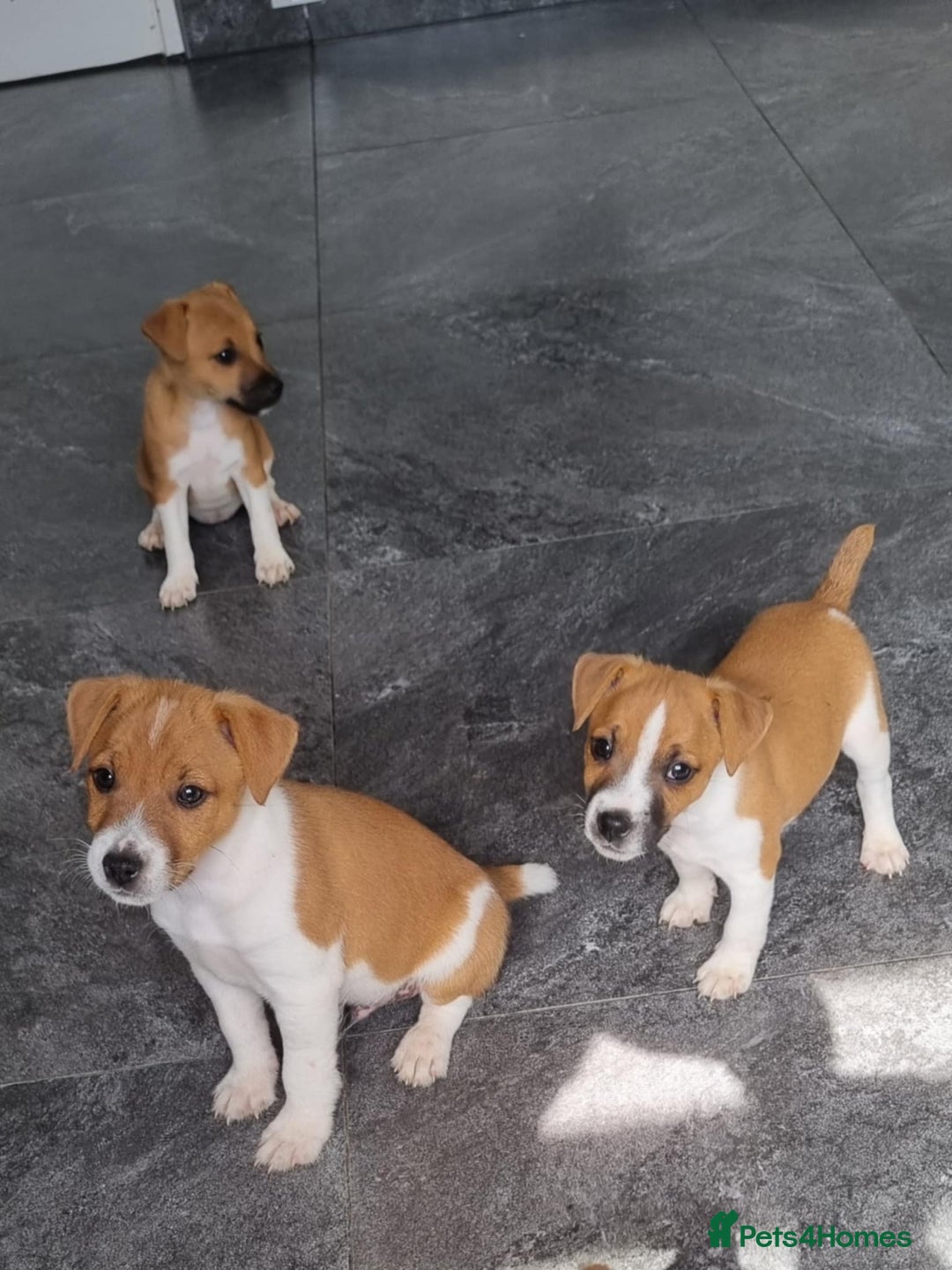 Mixed Breed dogs for sale: 💙 3 Beautiful Boys 💙 - Image 16