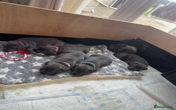 Staffordshire Bull Terrier dogs for sale: Staffordshire Bull Terrier Puppy purple  - Beautiful KC reg Blue Staffordshire bullterriers  - Image 32