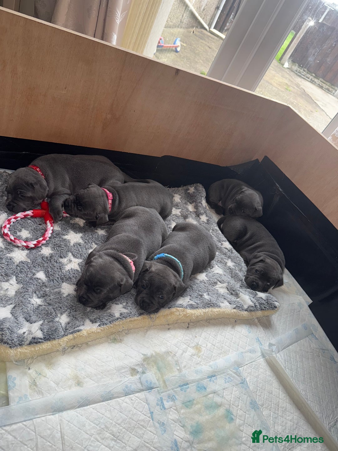 Staffordshire Bull Terrier dogs for sale: Staffordshire Bull Terrier Puppy purple  - Beautiful KC reg Blue Staffordshire bullterriers  - Image 32