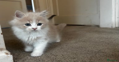Persian cats - Advert 3