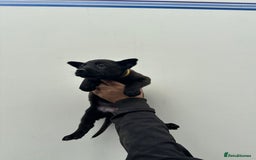 Belgian Shepherd Dog dogs for sale: Belgian Malinois Puppies For Sale  - Image 11