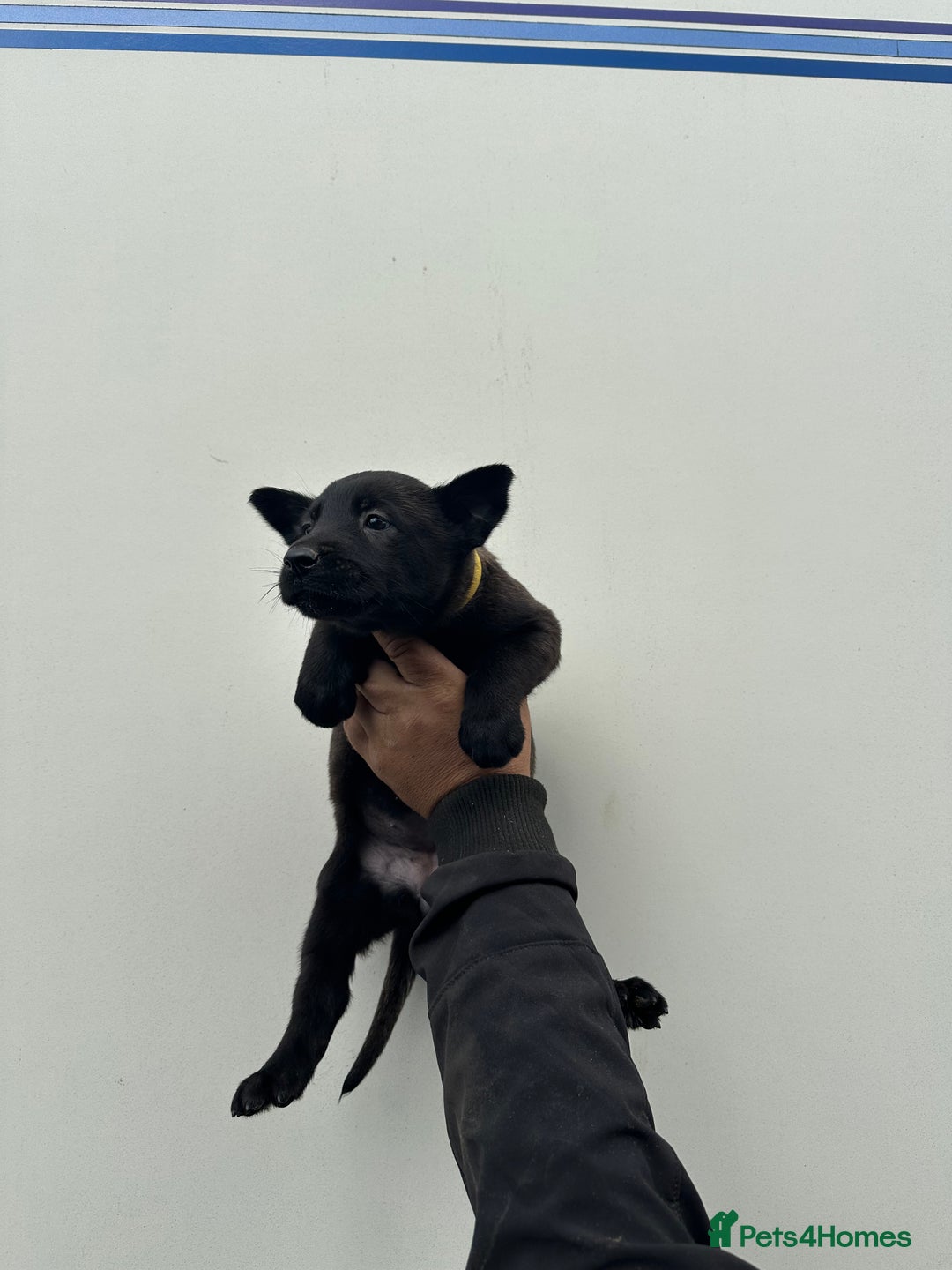 Belgian Shepherd Dog dogs for sale: Belgian Malinois Puppies For Sale  - Image 11