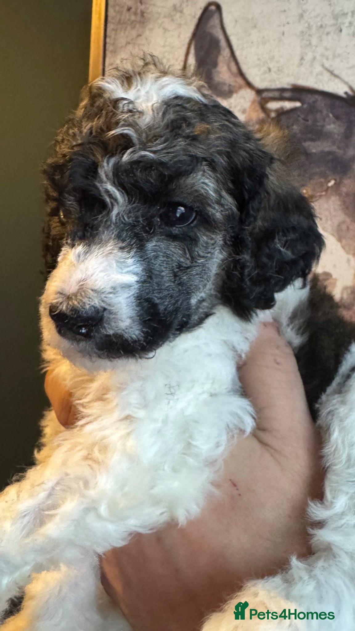 Standard Poodle dogs Sable parti KC reg strandard poodle pups  - Advert 14