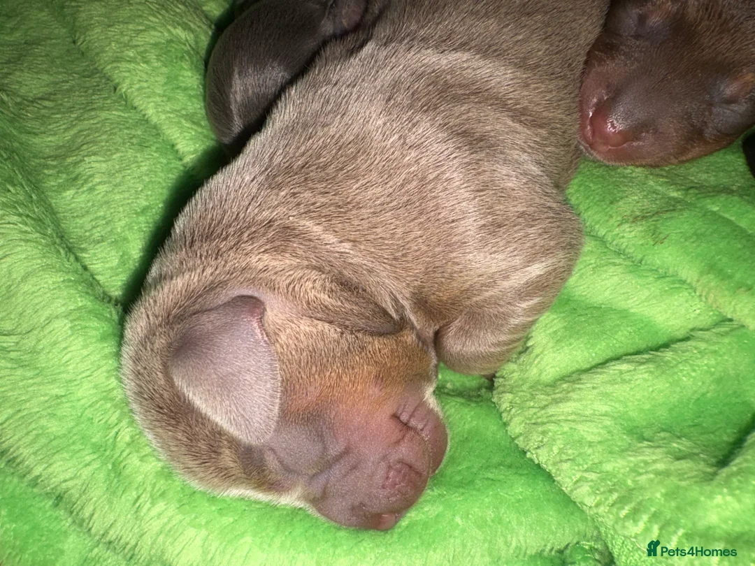 Miniature Dachshund dogs for sale: Miniature dachshund puppies for sale - Advert 32