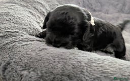 Cockapoo dogs for sale: We have Four Beautiful Cockerpoo Puppies Available - Image 24