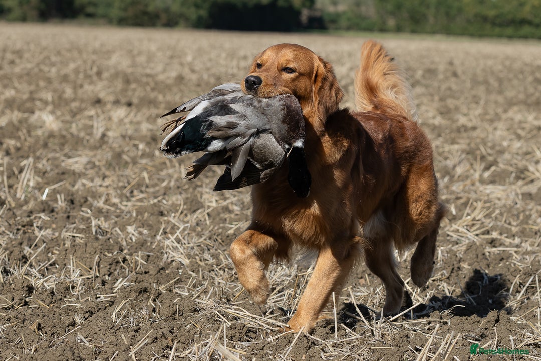 Golden Retriever dogs for stud: Fully Health Tested Show/Working Golden Retriever  - Advert 9