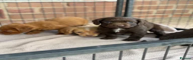 Cocker Spaniel 3
