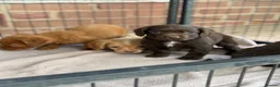 Cocker Spaniel dogs for sale: Cocker spaniel puppies  - Advert 5