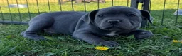 Staffordshire Bull Terrier dogs for sale: Pure blue big chunky pups out for good homes in Crawley - Advert 6