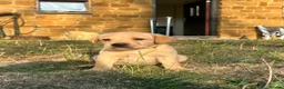 Labrador Retriever dogs for sale: KC registered, Yellow Labrador Retriever Puppies - Advert 3