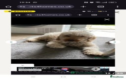 Maltipoo dogs for sale: Beautiful teddy bear Maltipoo puppies  - Image 8