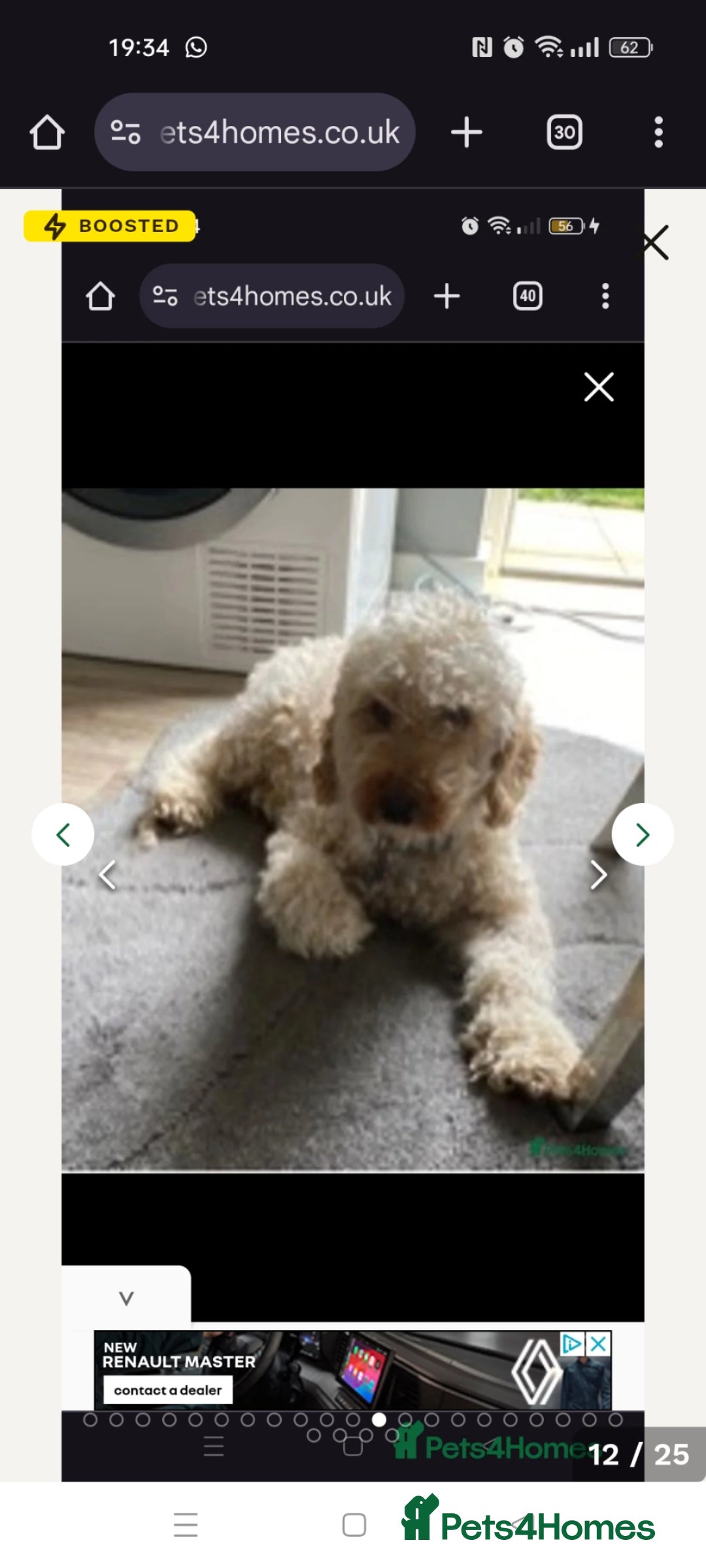 Maltipoo dogs for sale: Beautiful teddy bear Maltipoo puppies  - Image 8