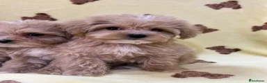 Maltipoo Puppy 5