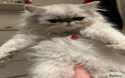 Persian cats for sale: Persian cats  - Image 7