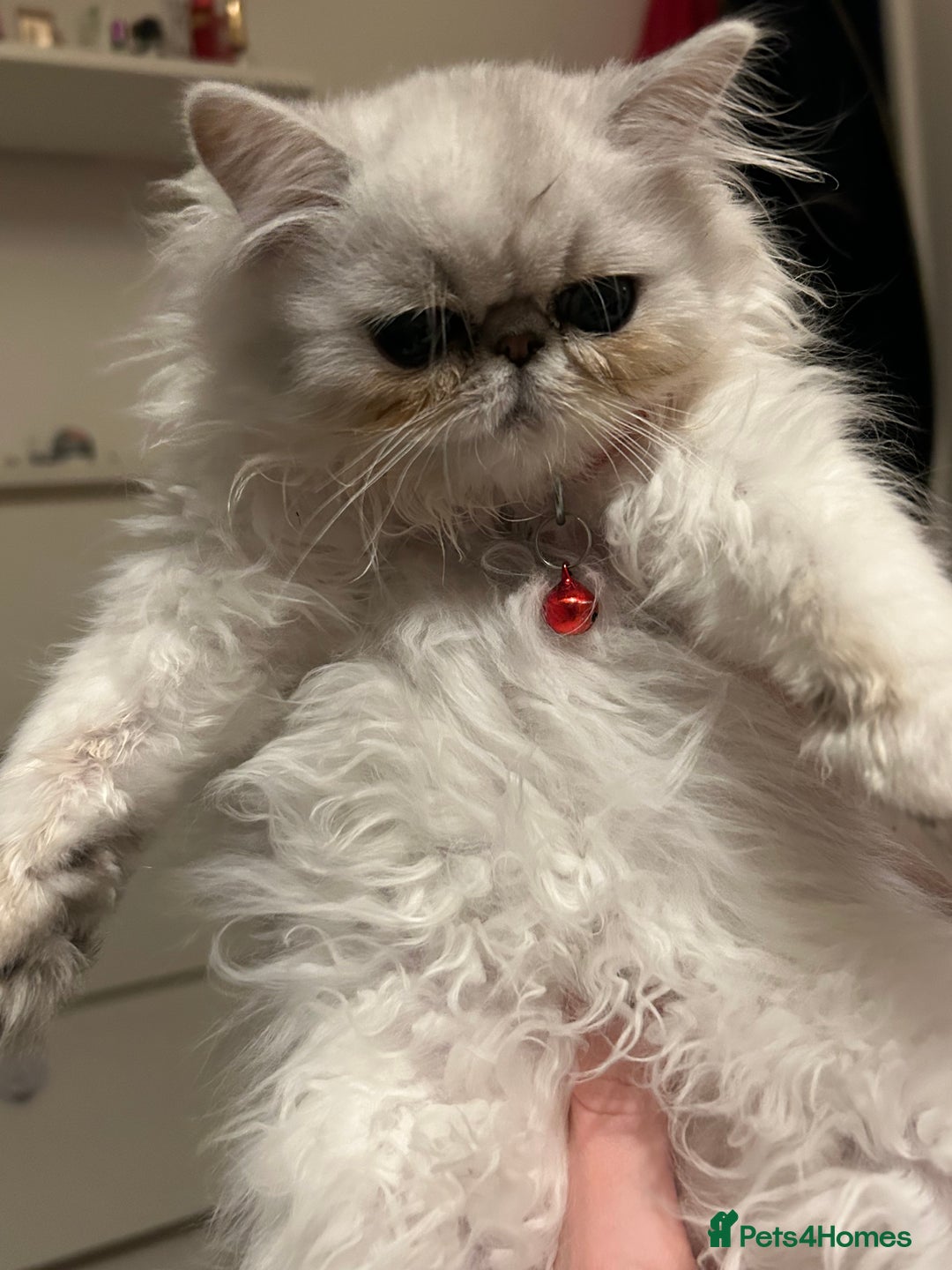 Persian cats for sale: Persian cats  - Image 7