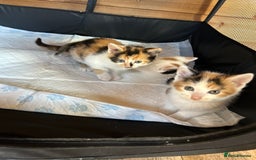Mixed Breed cats for sale: Baby kittens for sale - Image 4