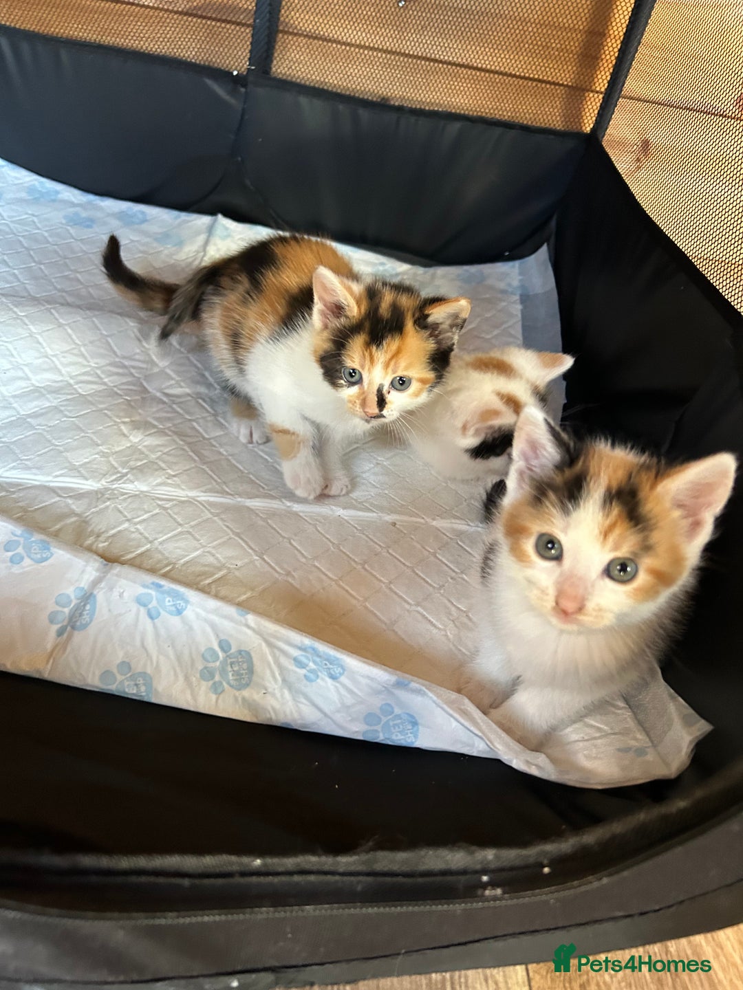 Mixed Breed cats for sale: Baby kittens for sale - Image 4