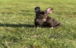 French Bulldog dogs for sale: French Bulldog puppies - Image 2