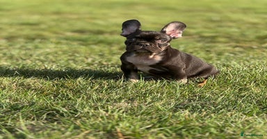 French Bulldog dogs - Advert 6