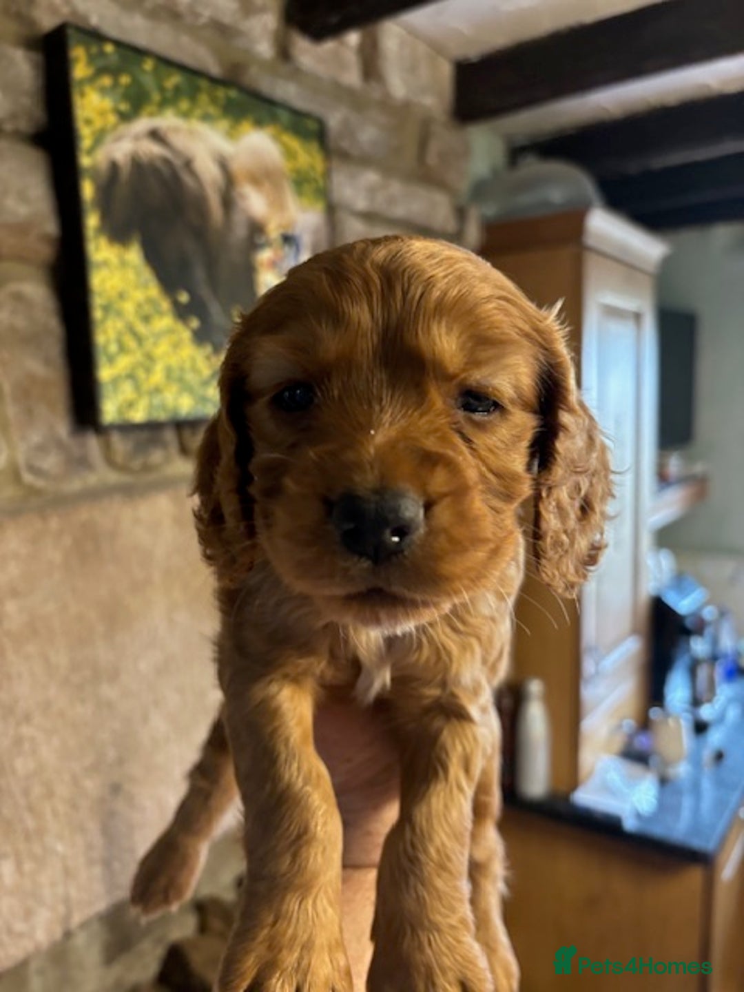 Cocker Spaniel dogs for sale: Adorable Cocker Spaniel Pups - Advert 6