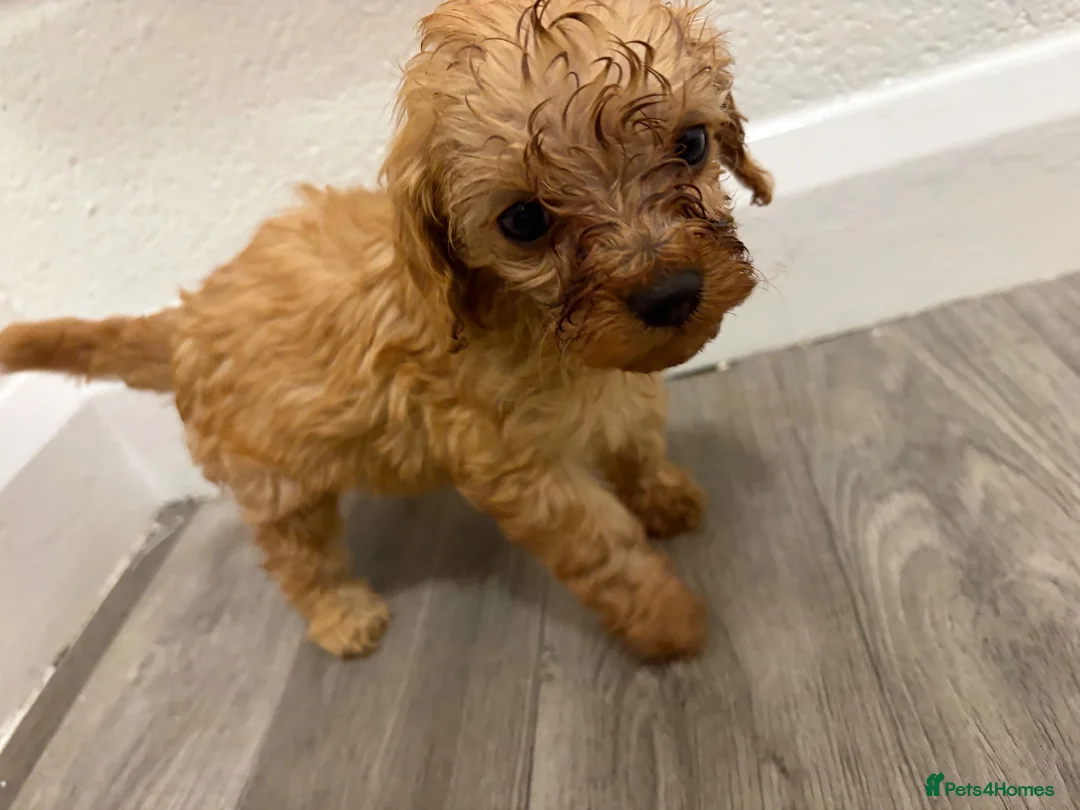 Cavapoo dogs for sale: Cava poo - Advert 2