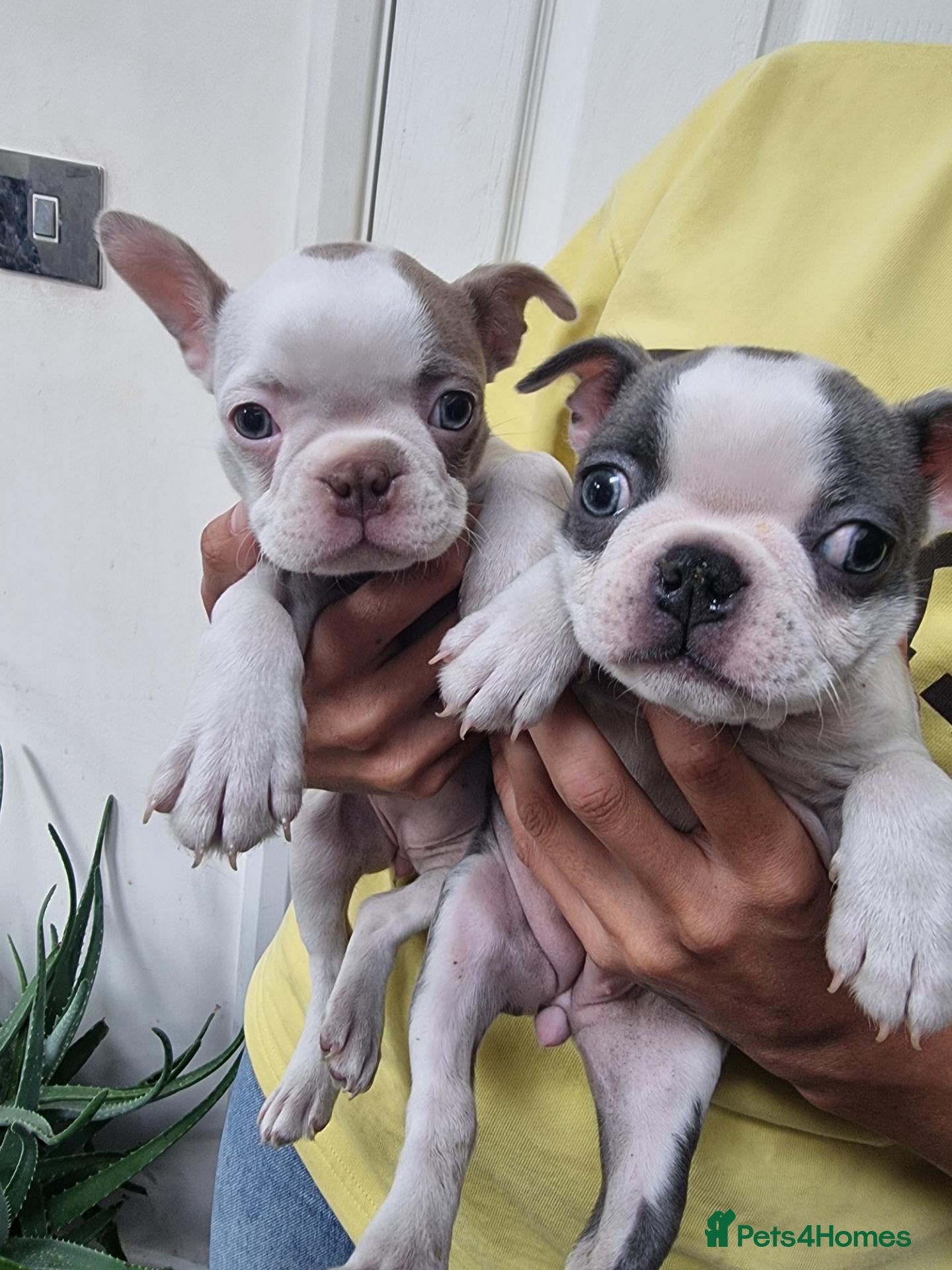 Boston Terrier dogs  REDUCED!! 6 beautiful Boston  - Advert 1