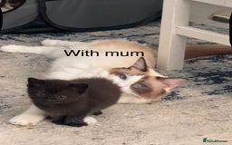 Ragdoll cats for sale: (2 GIRLS LEFT) 3 BiColour Ragdoll Ready in 3Weeks - Image 11