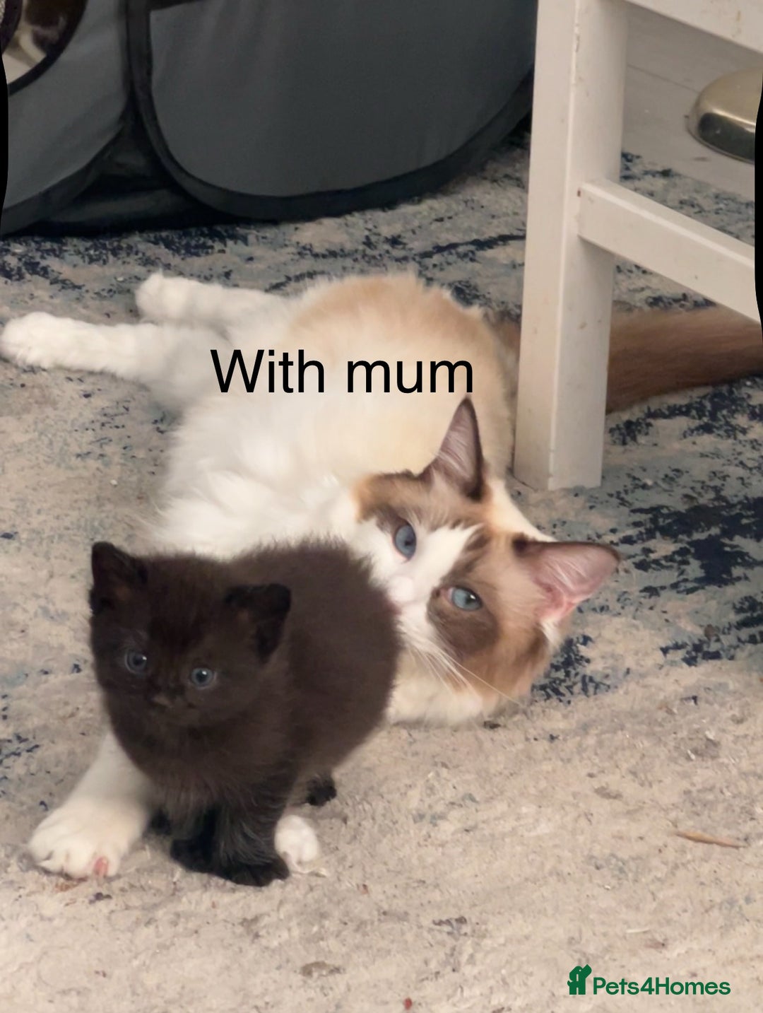 Ragdoll cats for sale: (2 GIRLS LEFT) 3 BiColour Ragdoll Ready in 3Weeks - Image 11