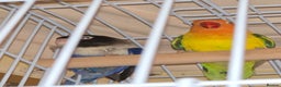 Parrots birds for sale: A pair of parrots: a male and a female. - Advert 1