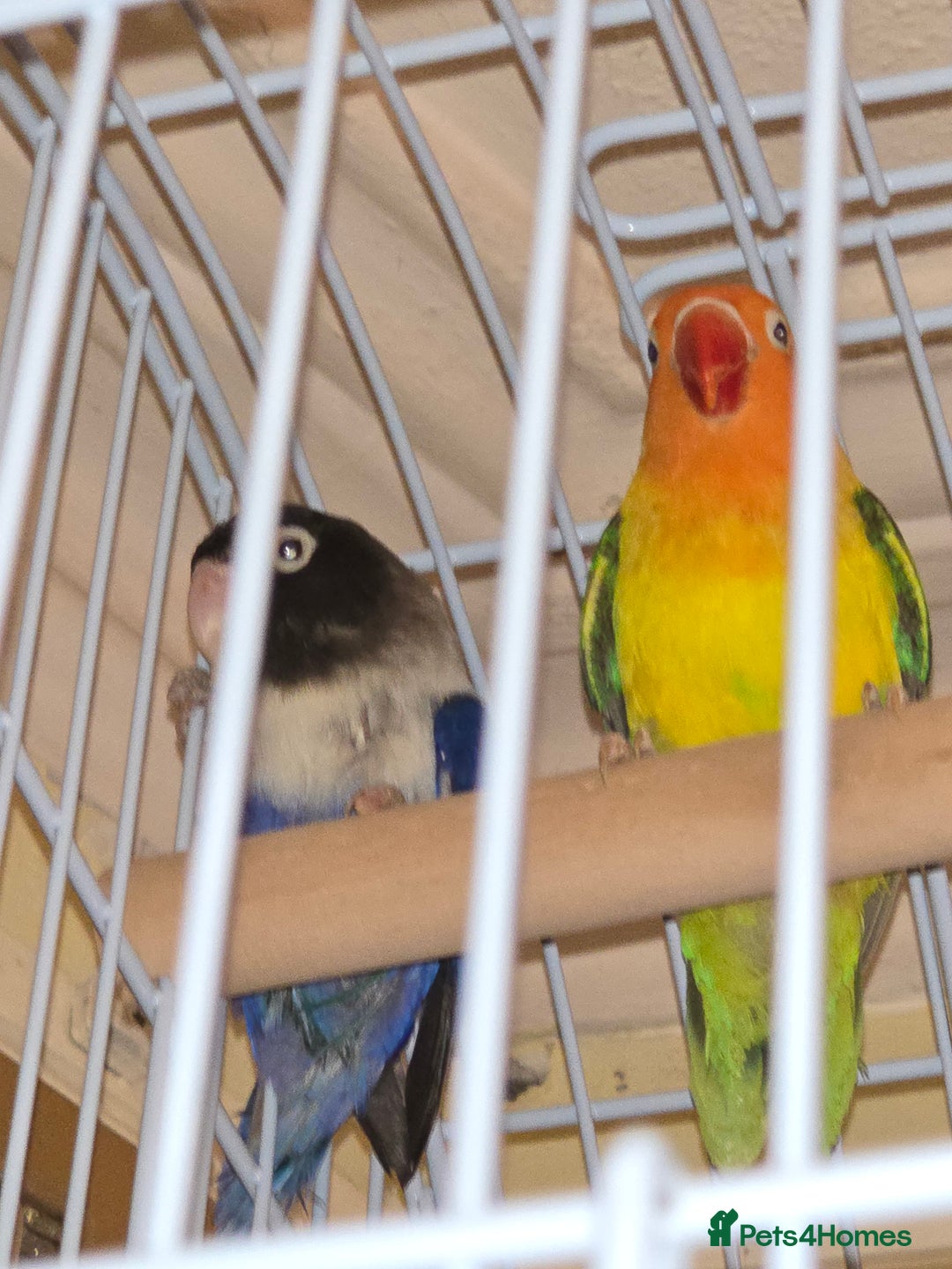 Parrots birds for sale: A pair of parrots: a male and a female. - Advert 1