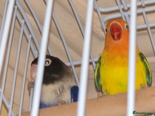 Parrots birds A pair of parrots: a male and a female. - Advert 1