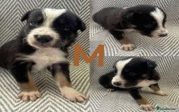 Border Collie dogs for sale: Border collie pups - Image 3