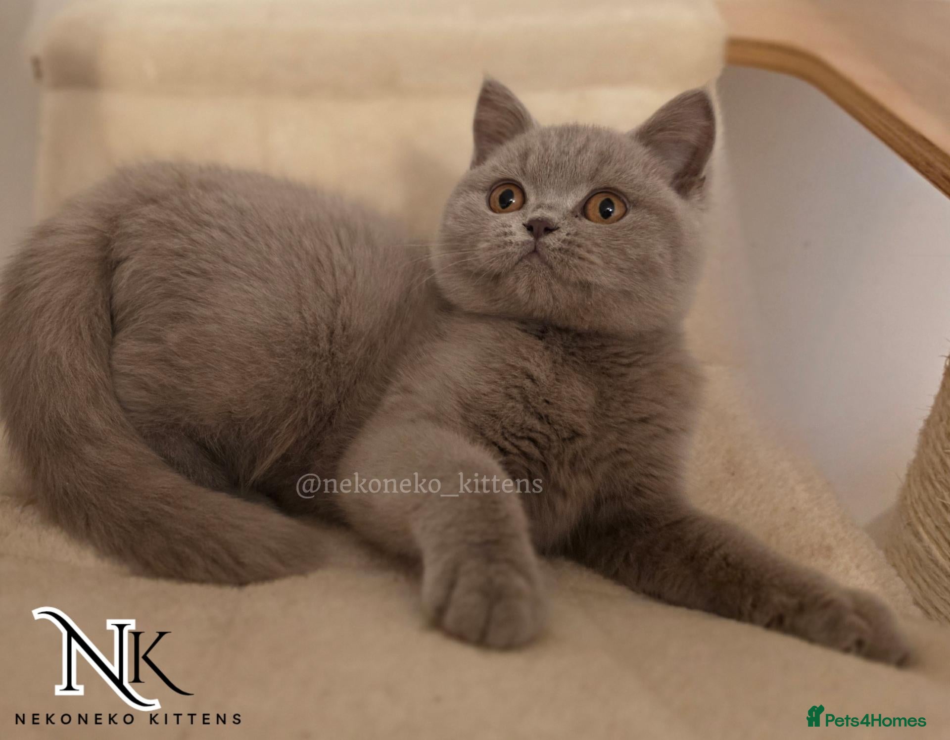 British Shorthair cats REDUCED - GCCF REG BSH KITTENS - Advert 1