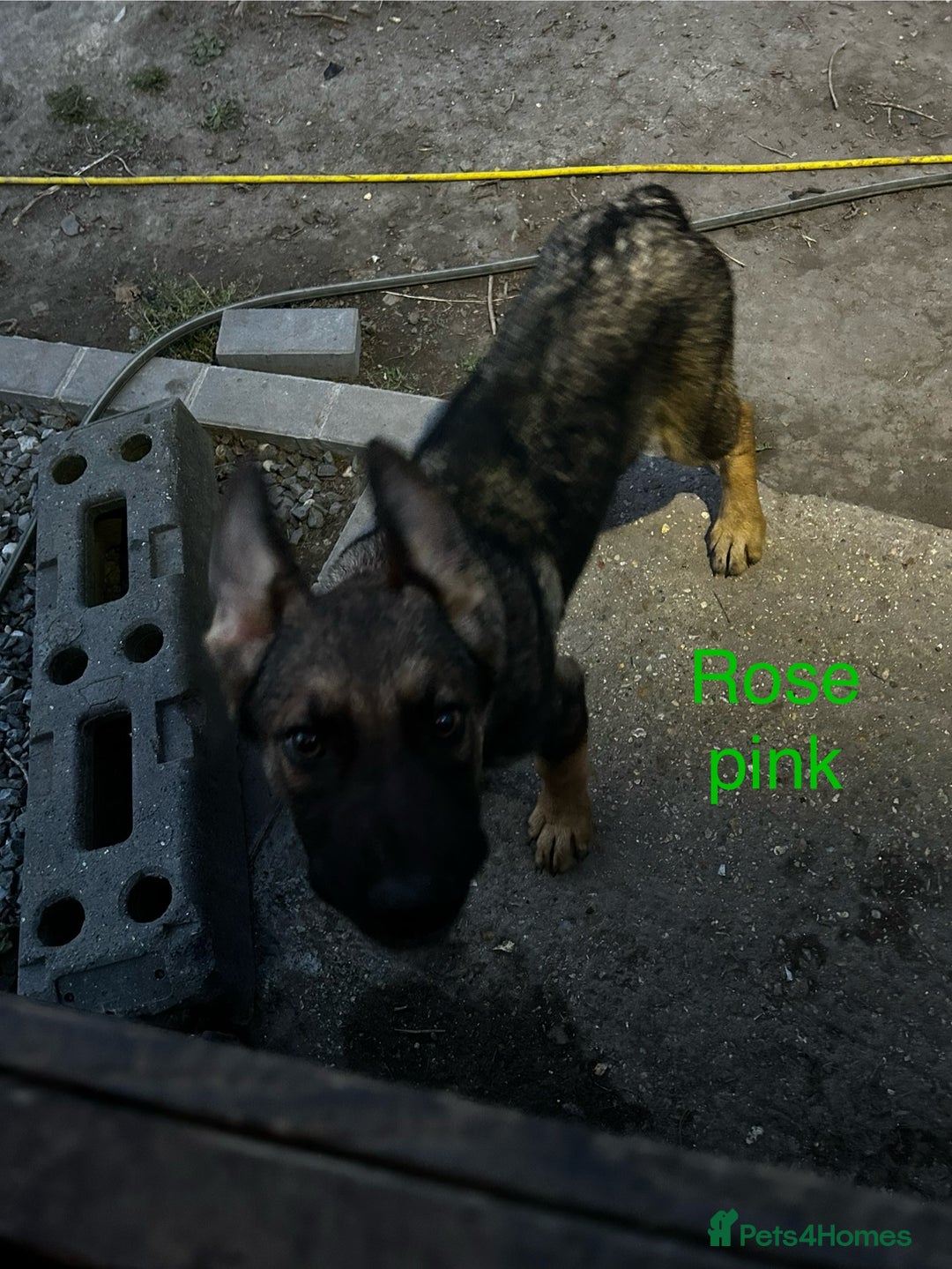 German Shepherd dogs for sale: German shepherd puppies looking for a new home  in Cambridge - Image 21