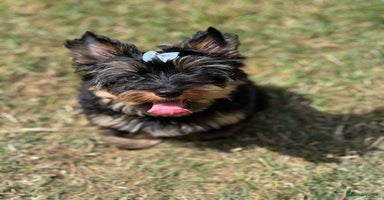 Yorkshire Terrier dogs in Coventry - Advert 13
