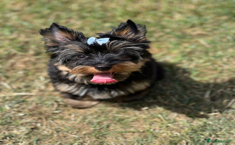 Yorkshire Terrier dogs in Coventry - Advert 3