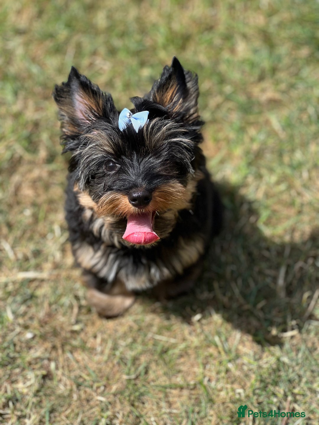Yorkshire Terrier dogs for sale: Tiny Boys !!! Pedigrees !!! in Coventry - Image 15