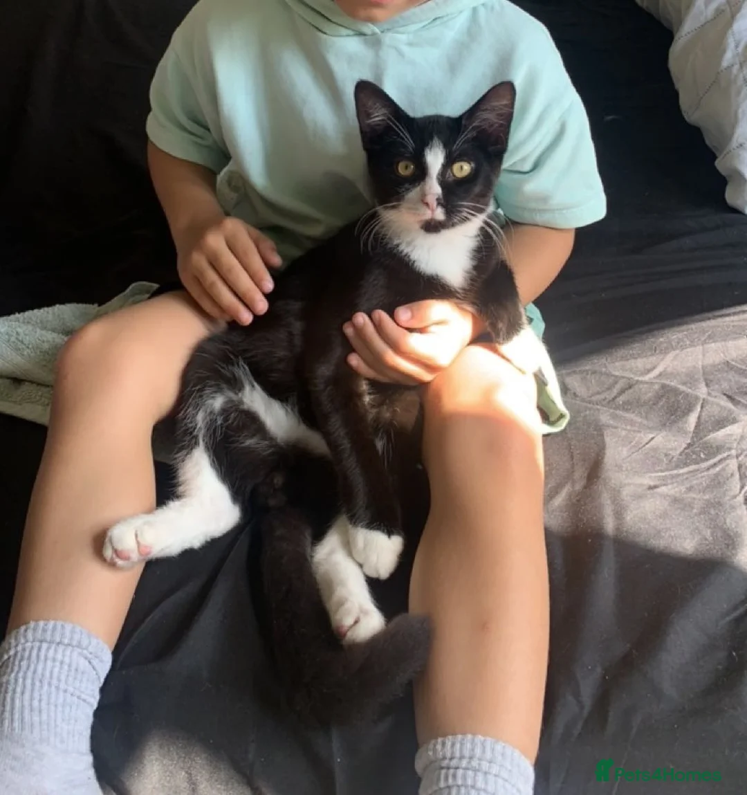 Mixed Breed cats for sale: Tuxedo black and white cat - Advert 2