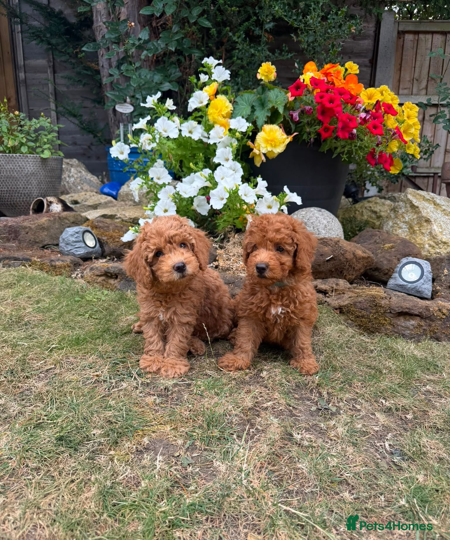 Cockapoo dogs Ready to go - Gorgeous Cockapoo Puppies F1b - Advert 1