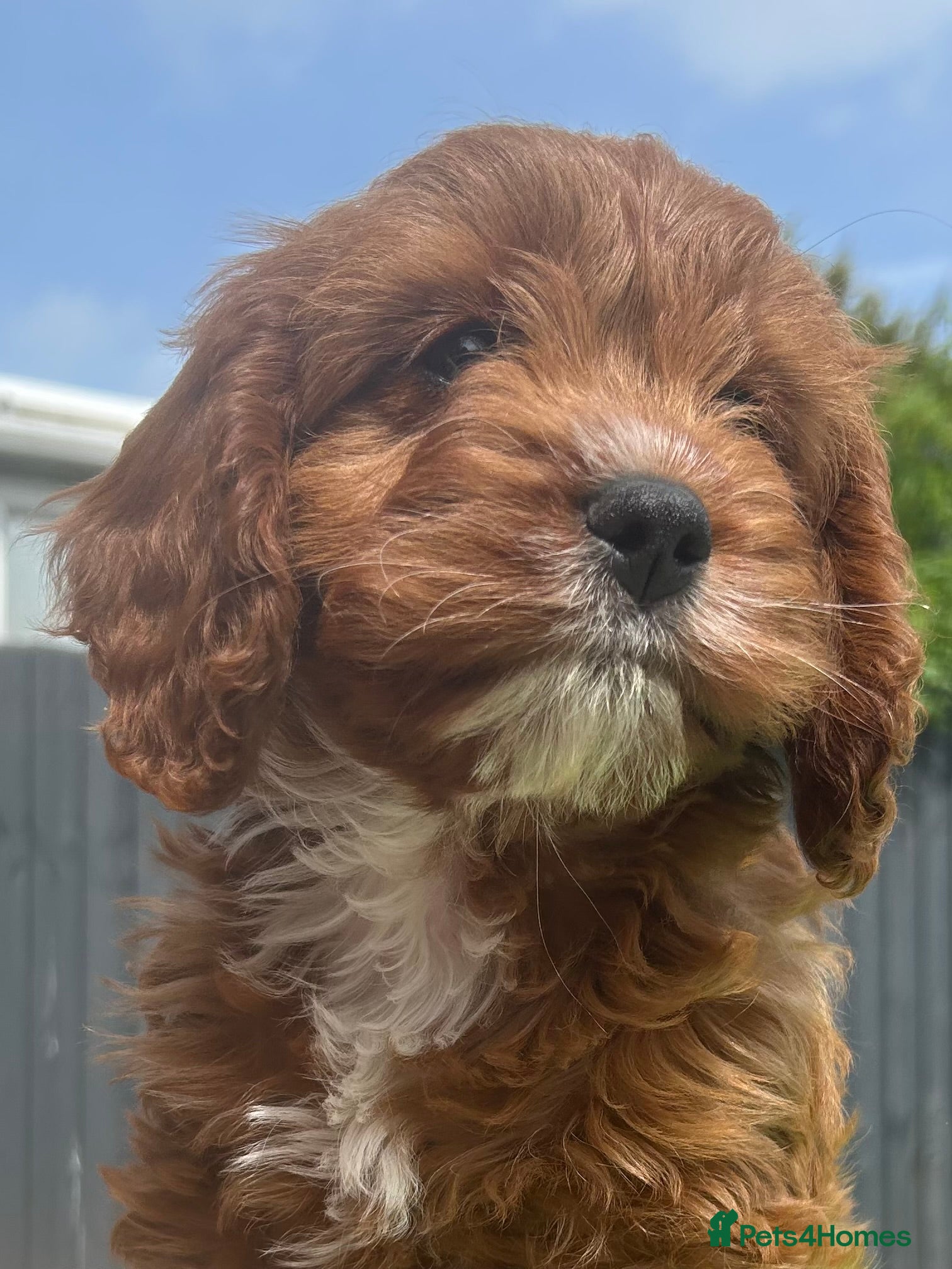 Cavapoo dogs F1 Cavapoos . **Only Two Available** - Advert 2